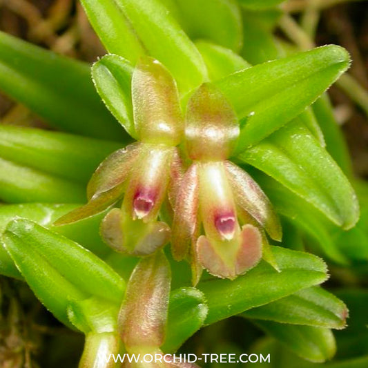 Epidendrum schlechterianum sp. - BS (Miniature)
