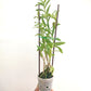 Epidendrum White - BS