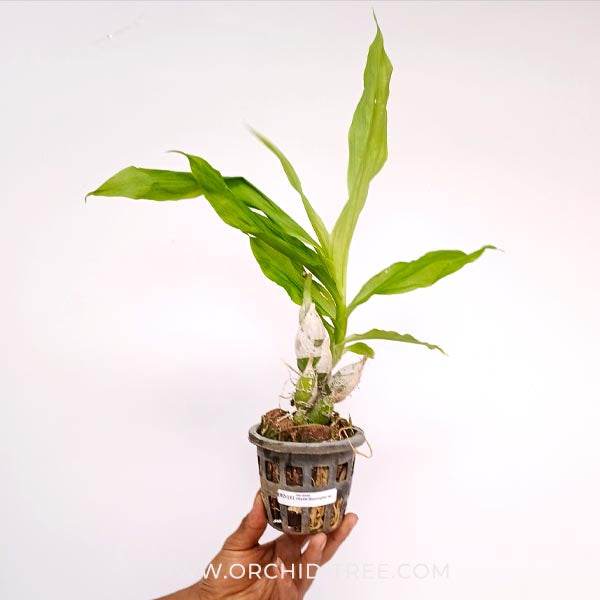 Chysis limminghei sp. Orchid Plant - BS