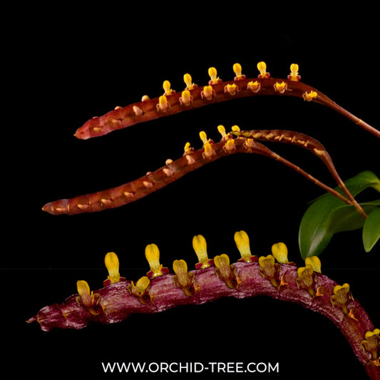 Bulbophyllum falcatum sp. Orchid Plant - BS