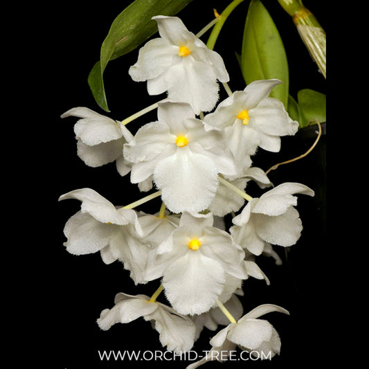 Dendrobium farmeri petaloid album sp. Orchid Plant - BS