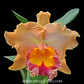 Cattleya (Rlc.) Buranapan Fine orange Orchid Plant - BS