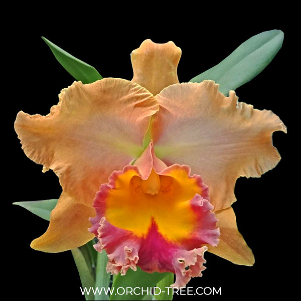 Cattleya (Rlc.) Buranapan Fine orange Orchid Plant - BS
