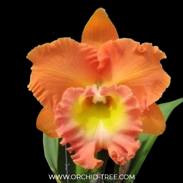 Cattleya (Rlc.) Buranapan Fine orange Orchid Plant - BS