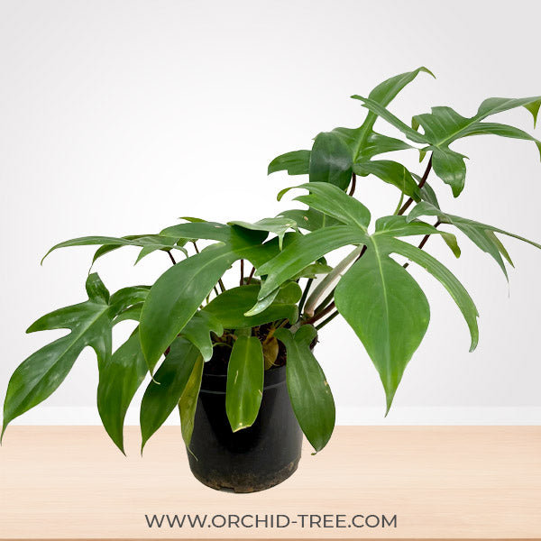 Philodendron Florida Ghost