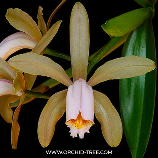 Cattleya forbesii sp. Orchid Plant - BS