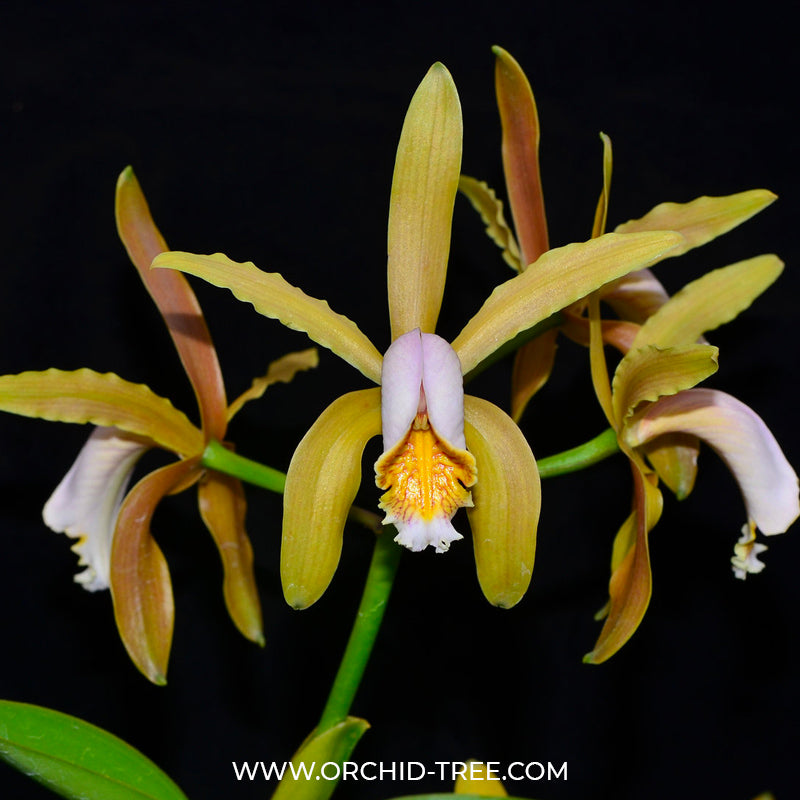 Cattleya forbesii sp. Orchid Plant - BS