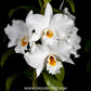 Dendrobium Formidible ‘Ryu Ma’ Orchid Plant - BS