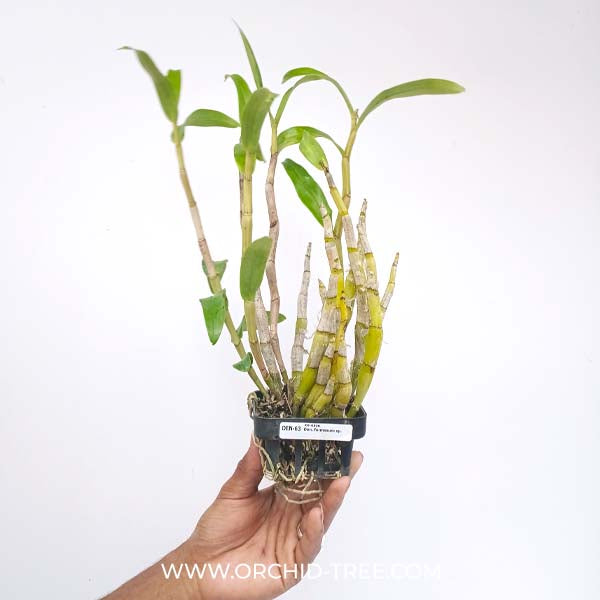 Dendrobium formosum sp. Orchid Plant- FF