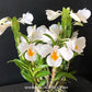 Dendrobium formosum sp. Orchid Plant- FF