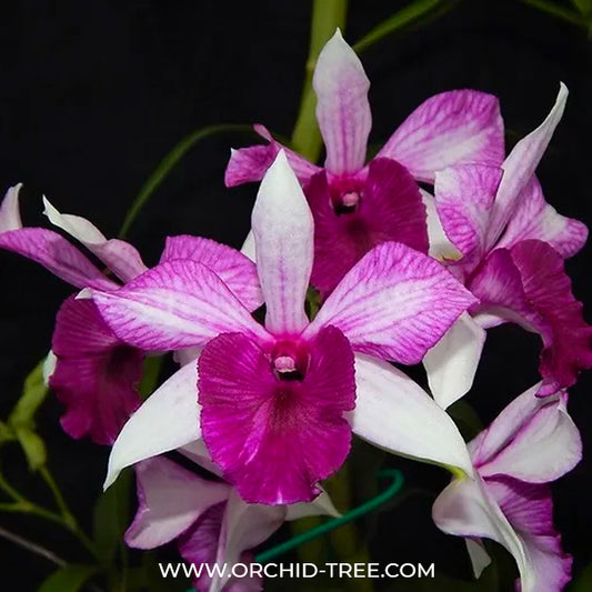 Dendrobium Freida Batanata - BS