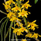 Dendrobium friedericksianum sp. Orchid Plant - BS