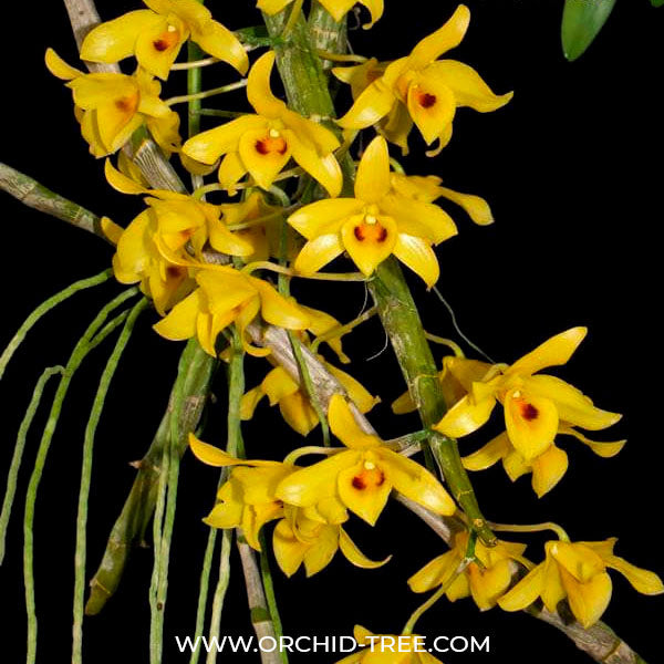 Dendrobium friedericksianum sp. - BS