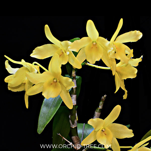 Dendrobium friedericksianum sp. Orchid Plant - BS