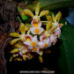 Gastrochilus obliquus sp. - BS