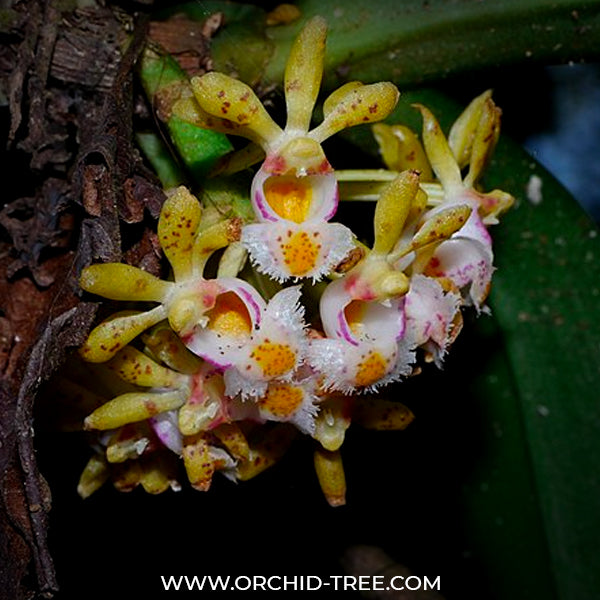 Gastrochilus obliquus sp. Orchid Plant - BS