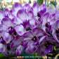 Rhynchostylis gigantea Blue Orchid Plant - FF