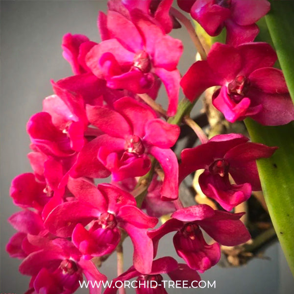 Rhynchostylis gigantea Red sp. Orchid Plant - BS