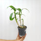 Dendrobium Glory White x Sirirattana Orchid Plant - BS