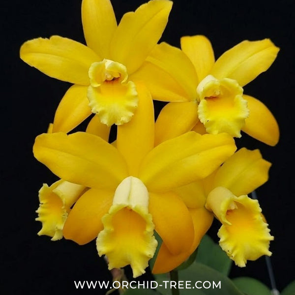 Cattleya Golden Chieftain Orchid Plant - BS - Buy Orchids Plants Online by Orchid-Tree.com