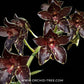 Grammatophyllum Armada 'Daimyo' Orchid Plant - SS