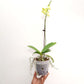 Phalaenopsis Little Green Smile - FF
