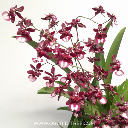Oncidium Jairak Fragrance Ha-nu-maan Orchid Plant - BS