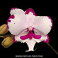 Phalaenopsis Kingcar Dalmatian - FF