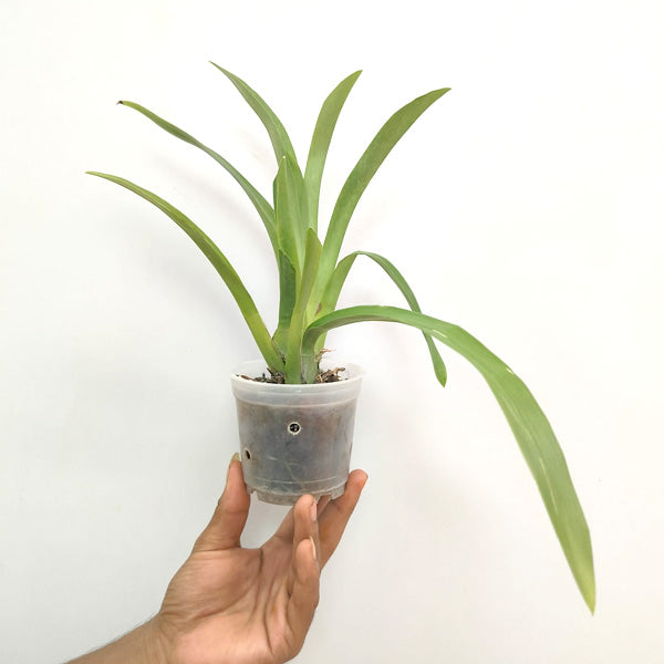 Miltoniopsis (Onc). Herralexandre - FF - Buy Orchids Plants Online by Orchid-Tree.com