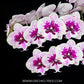Phalaenopsis Chian Xen Violin × Phal. Lioulin Lovely Lip Orchid Plant - FF