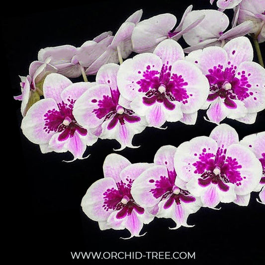 Phalaenopsis Chian Xen Violin × Phal. Lioulin Lovely Lip Orchid Plant - FF