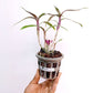 Dendrobium Hibiki - BS