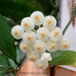 Hoya Lacunosa