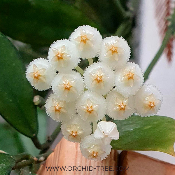Hoya Lacunosa
