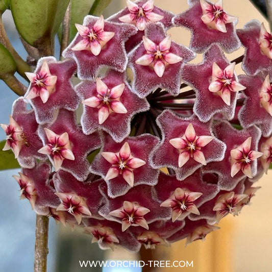 Hoya pubicalyx splash - Buy Orchids Plants Online by Orchid-Tree.com