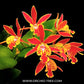 Cattleya (Ett.) Hsiang Yu Gold Coast - BS (Miniature)