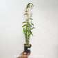 Dendrobium Chunxu Orchid Plant - FF