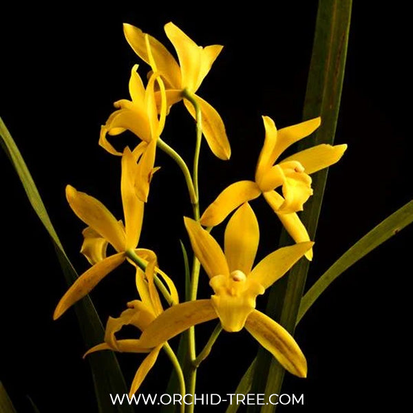 Cymbidium Golden Elf x Golden Vanguard - SS