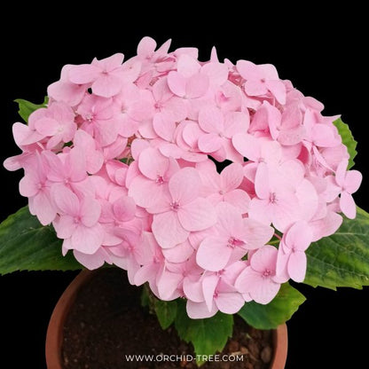 Hydrangea | with flower