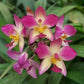 Spathoglottis Purple Sky - BS