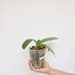 Phalaenopsis Dame Etna Orchid Plant - BS