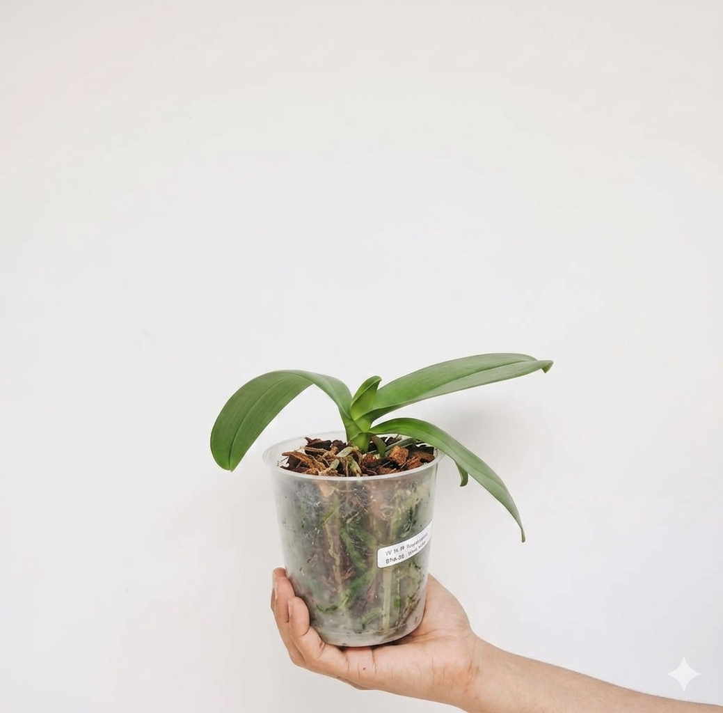 Phalaenopsis Dame Etna Orchid Plant - BS