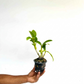 Dendrobium Gift by God Orchid Plant- BS - Buy Orchids Plants Online by Orchid-Tree.com