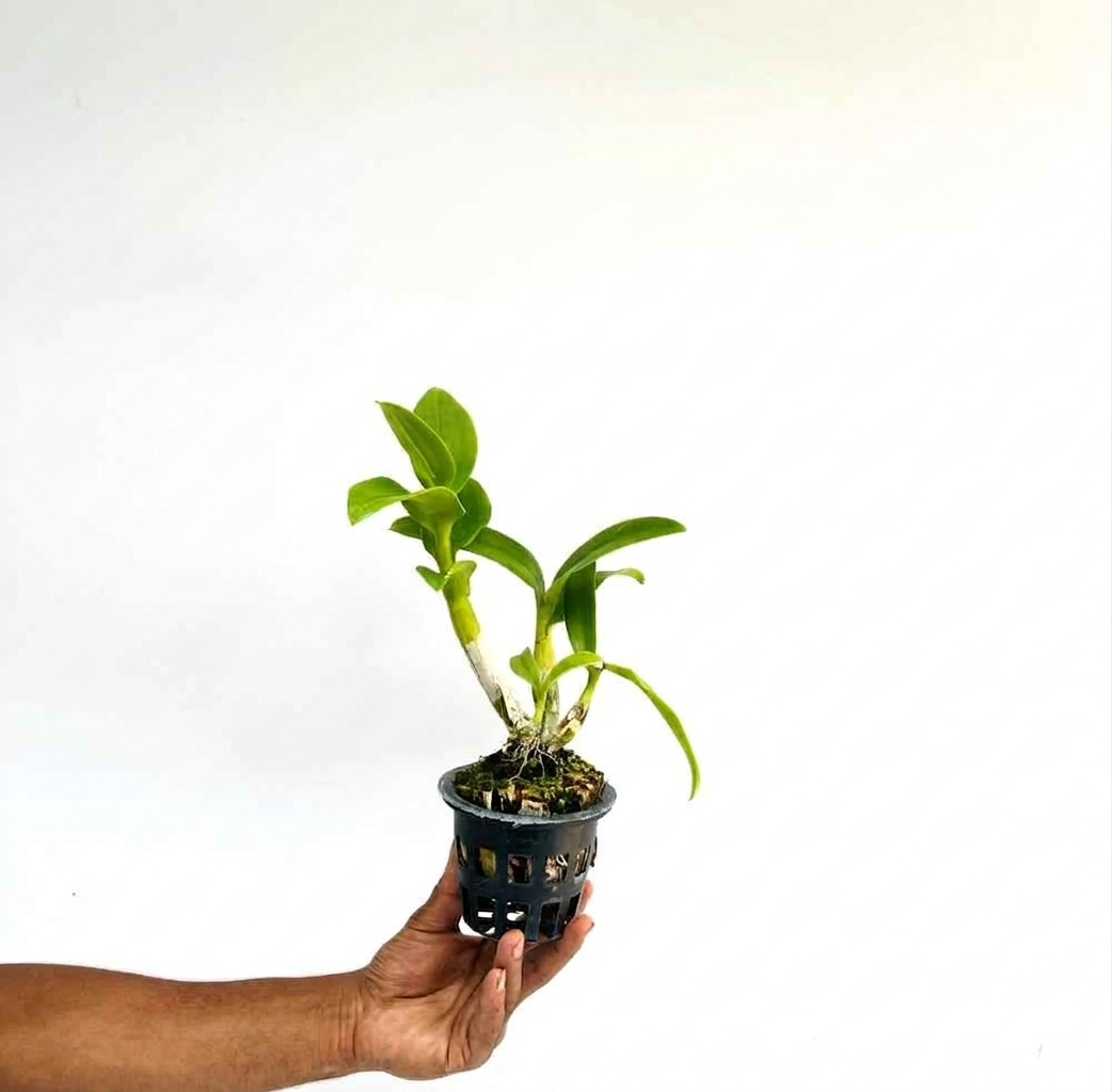Dendrobium Gift by God Orchid Plant- BS - Buy Orchids Plants Online by Orchid-Tree.com