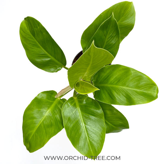 Philodendron Rush