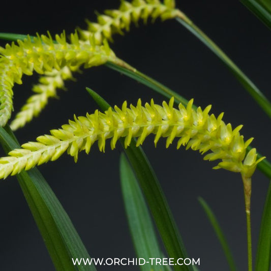 Dendrochilum javierense sp. Orchid Plant - BS