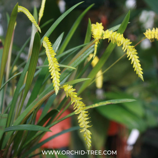 Buy Dendrobium Orchids Online India | Dendrobium Orchids | Orchid-tree ...