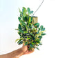 Dendrobium jenkinsii sp. - BS