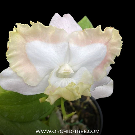 Dendrobium Khawyik 20/40 Orchid Plant - BS