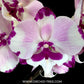 Phalaenopsis Kingcar Dalmatian Orchid Plant - FF